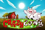 Crazy Cows Testbericht Crazy Cows