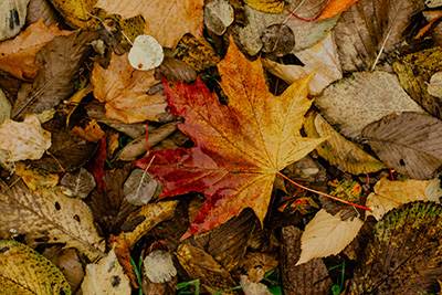 Canada Maple Leaf
