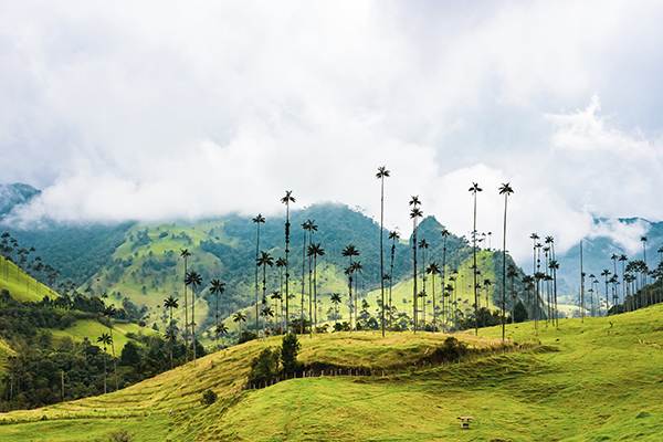 Image: Chris Rodriguez Salento Colombia